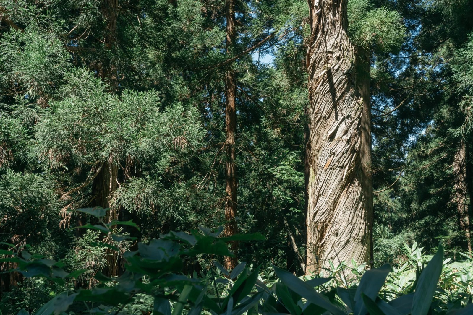 蔵王の自然（ねじれ杉）